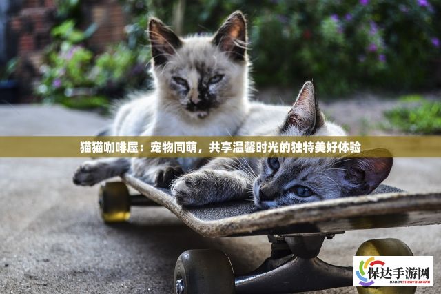 猫猫咖啡屋：宠物同萌，共享温馨时光的独特美好体验